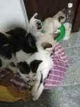 Gatinhos bebés adotar