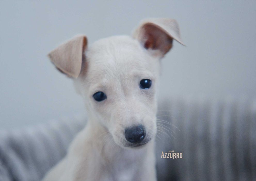 Charcik włoski ZKwP (FCI) Serniczek