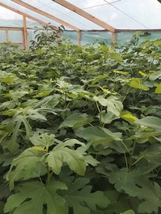 Хурма Саженцы продам,гранат.киви,хурма,инжир, фисташка, плодовые Саже