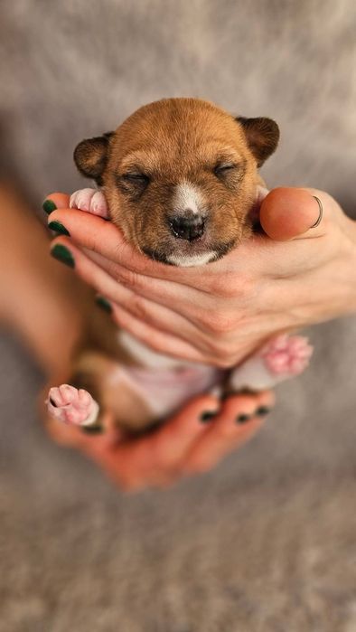 Szczeniata BASENJI z doświadczonej hodowli ZKwP/FCI - ZAPOWIEDŹ MIOTU