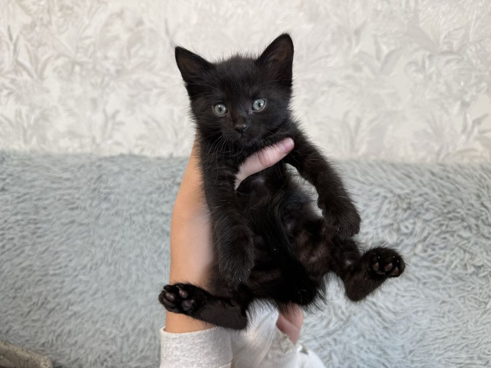 Отдам Котят в хорошие руки