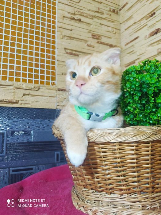 Шотландские вислоухие котята