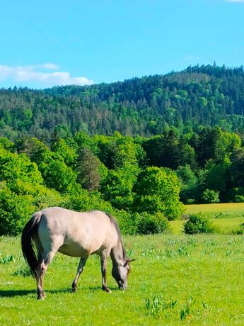 2 działki budowlane rekreacyjne Leszczyny koło Arłamowa, Bieszczady