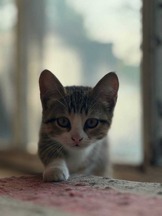 Кошенят в добрі руки