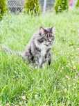 oddam dwie kotki, maine coon oraz dachowca z długimi włosami.