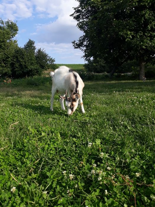 Маю на продаж козенят та  молоду козочку