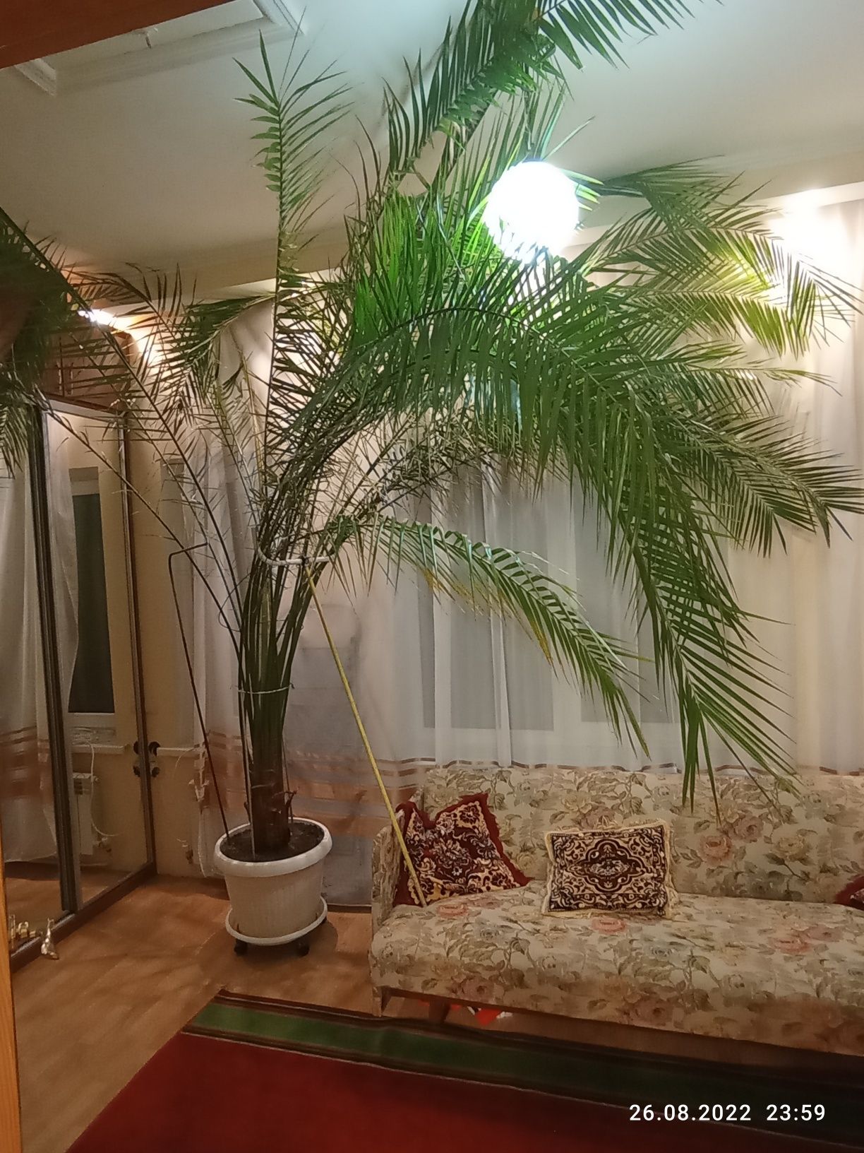Продам пальму, зріст близький до 4 метрів