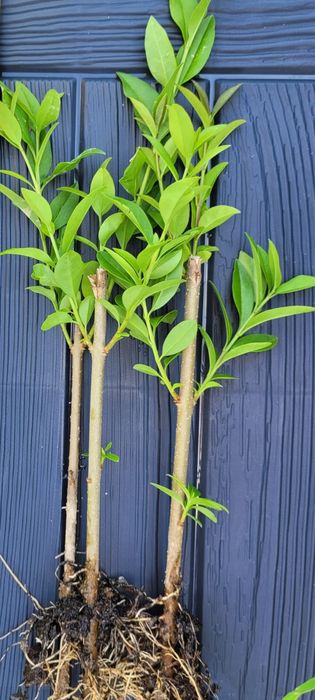 Ligustr zimozielony atrovirens ukorzenione sadzonki