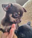Yeyka - czekoladowa sunia chihuahua.