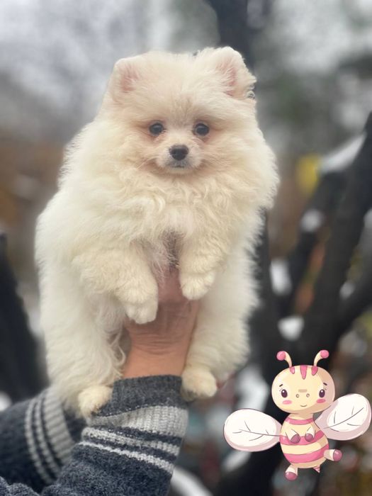 Лапуля! Девочка померанский шпиц!