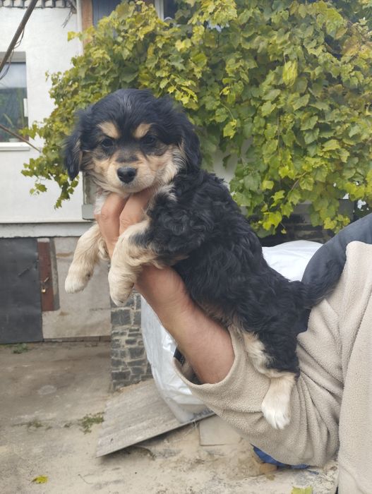 Милі собачки маленької породи.