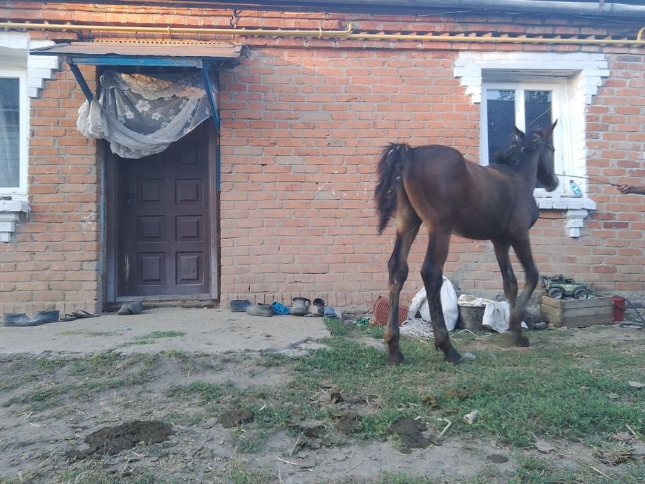 Продам молодого жеребчика