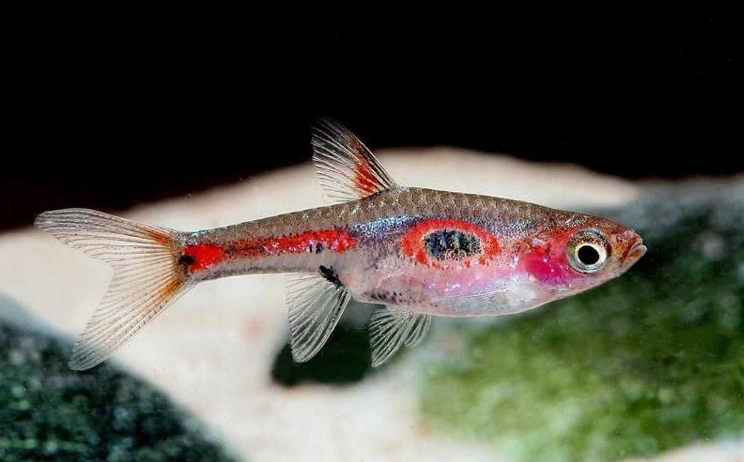 Razbora merah - Boraras merah - Rasbora - dowóz, wysyłka