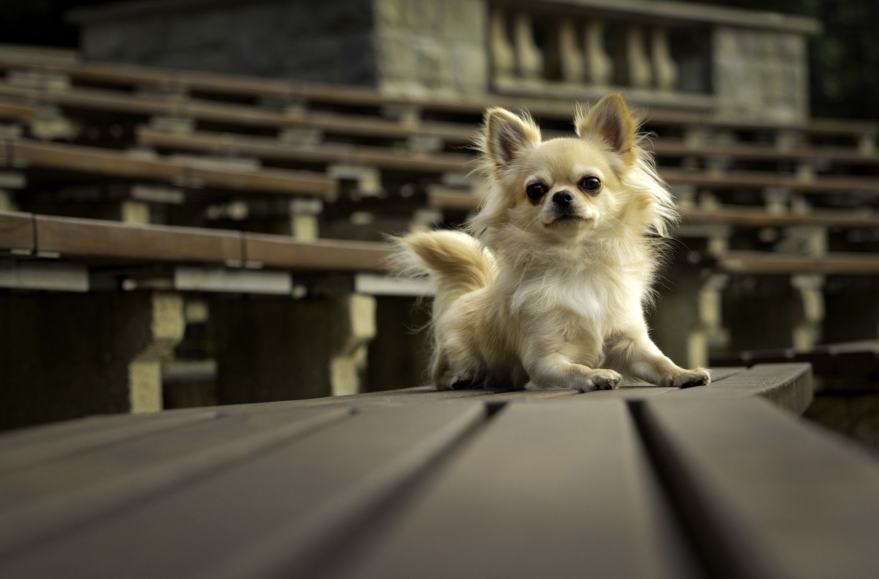 Chihuahua długowłosy reproduktor FCi ZKwP