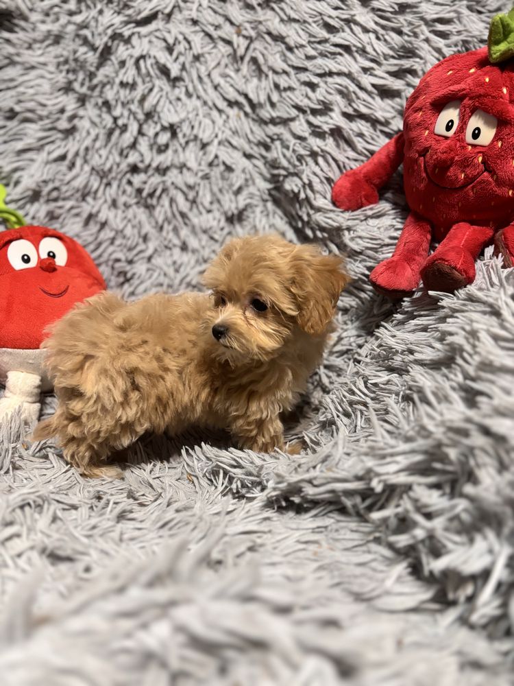 Maltipoo maltańczyk -pudel toy suczka
