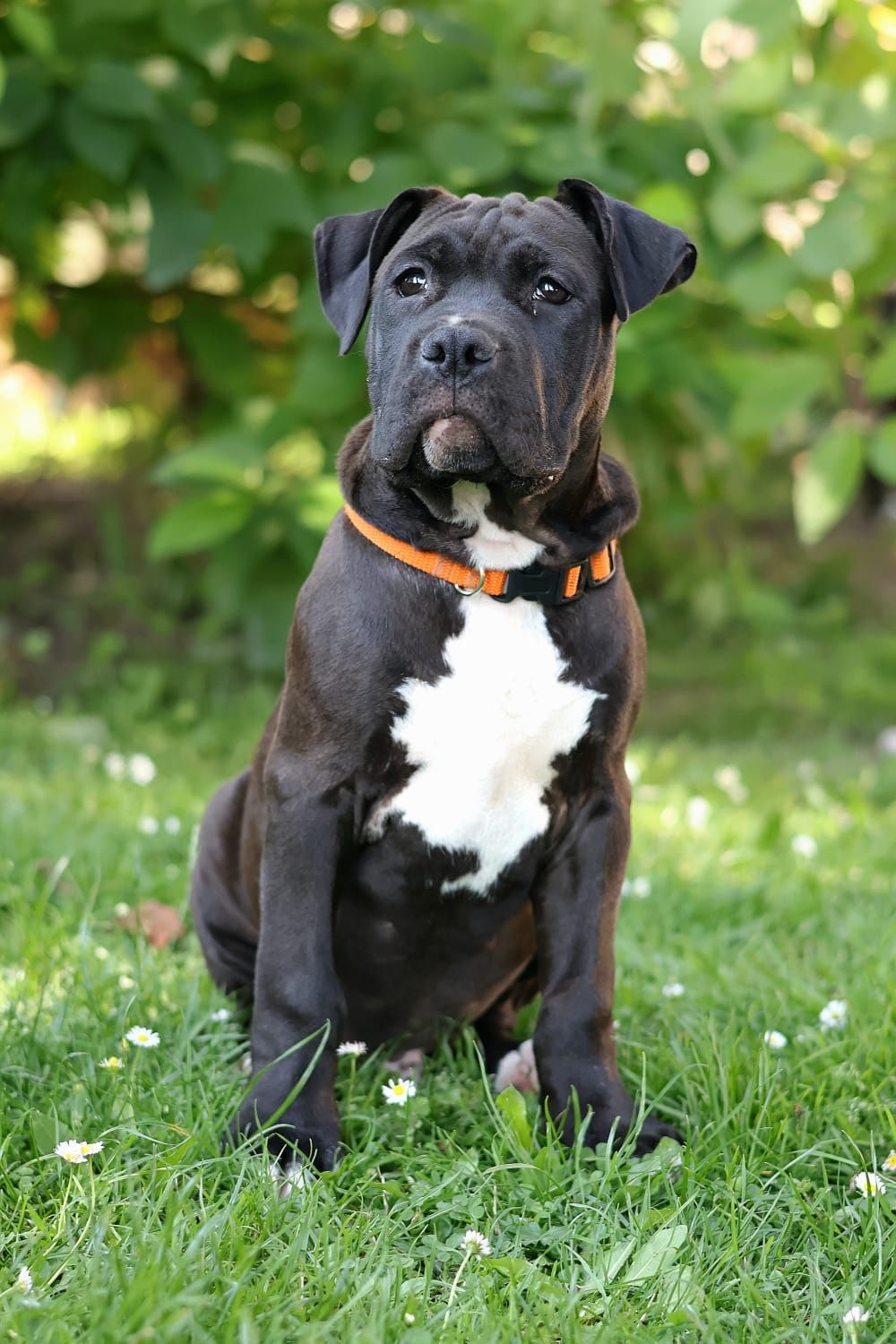 American Amstaff Staffordshire terrier