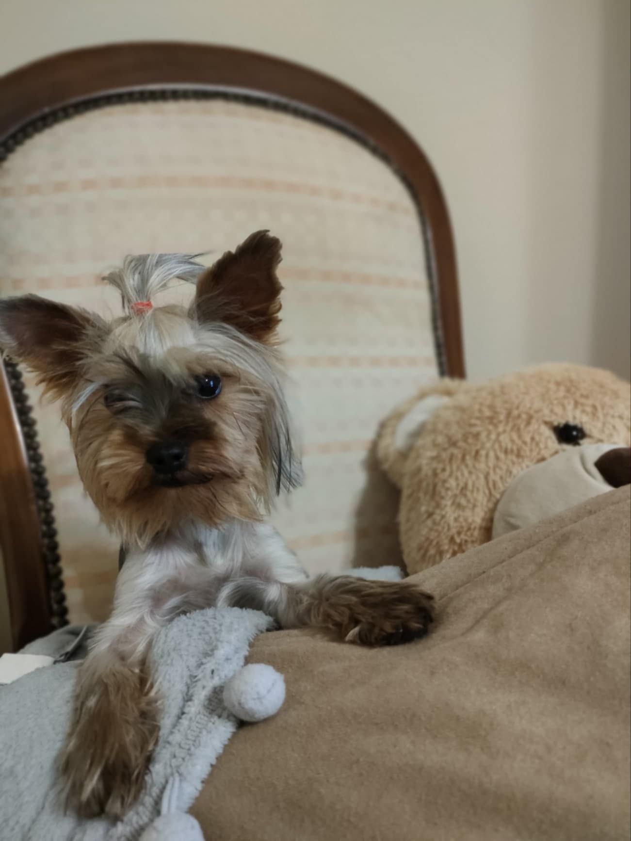 Śliczna sunia york terrier
