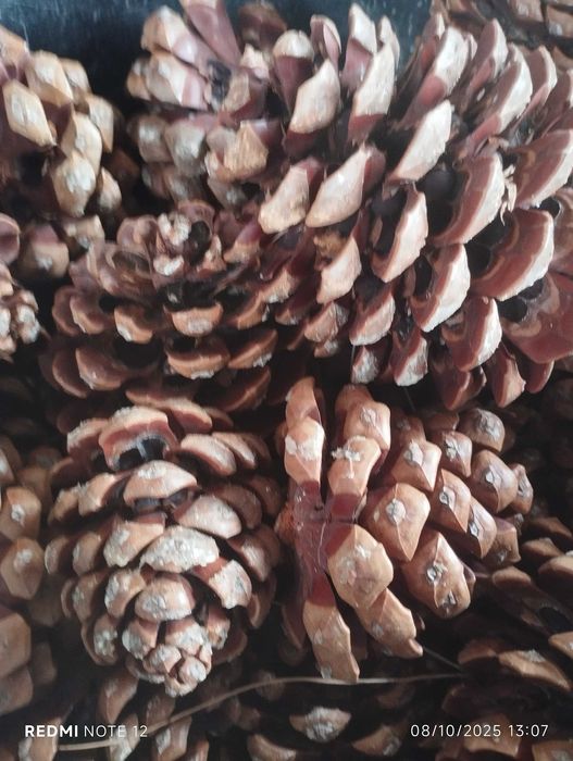 Pinhão nacional o verdadeiro sabor do Pinhão