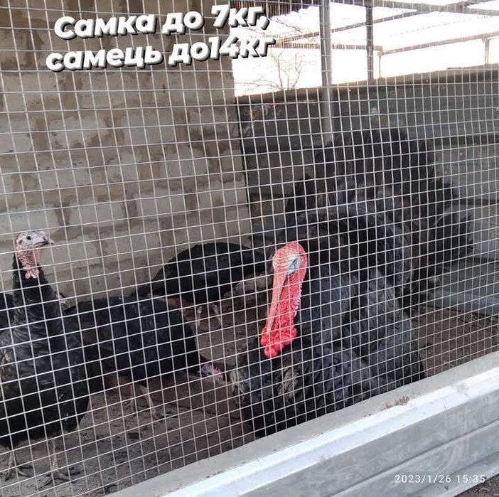 Інкубаційне яйце Індиків породи норфолкська чорна, канадська чорна.