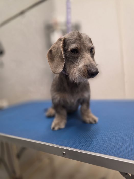 kurs groomingu strzyżenie psów Bytom centrum Pusia