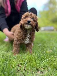 Maltipoo suczka już do odbioru pudel red maltańczyk