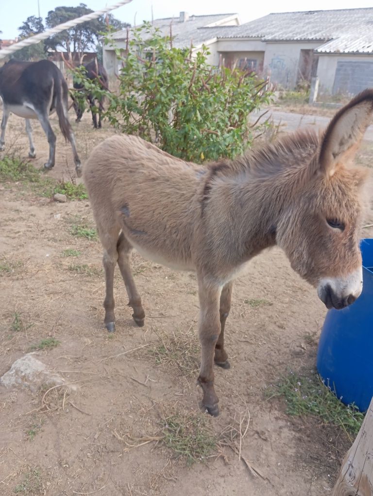 Burrinha juvenil anã