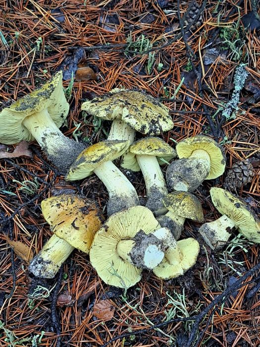 Gąski zielonki świeże