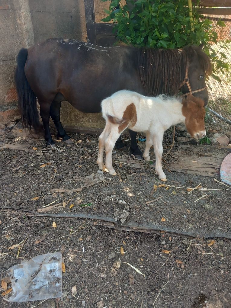 Ponei preta olhos azuis