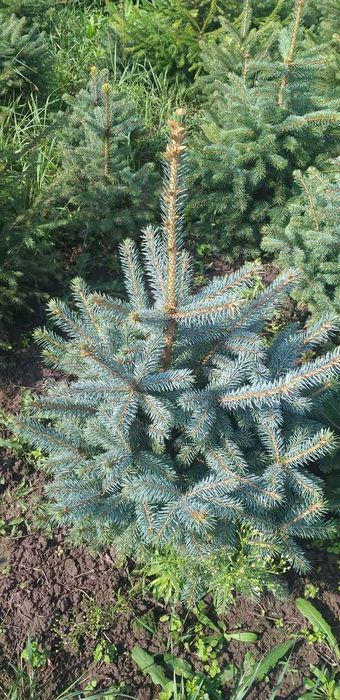 Новорічні ялинкі