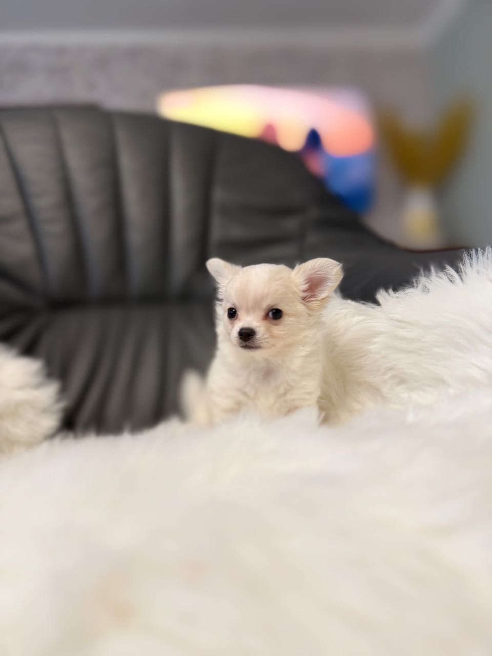 Chihuahua długowłosa śliczna suczka z rodowodem zkwp/fci