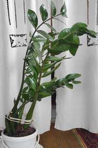 Продам взрослый замиокулькас (денежное дерево)