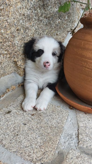 Border collie sable Merle