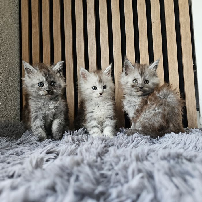 Koteczki Maine coon rodowód fpl