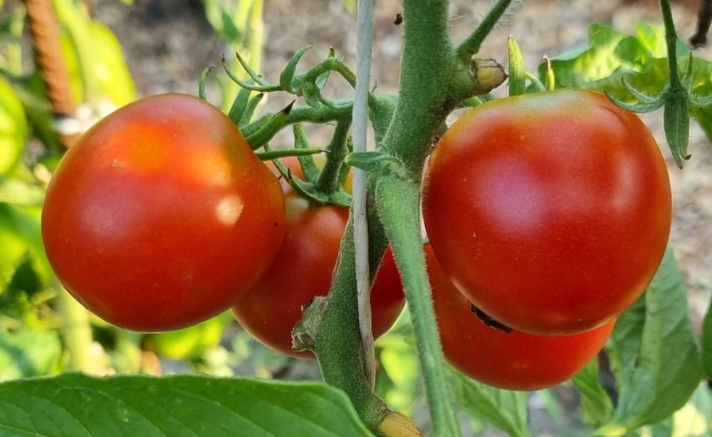 pomidor 42 Days nasiona -kolekcjonerskie