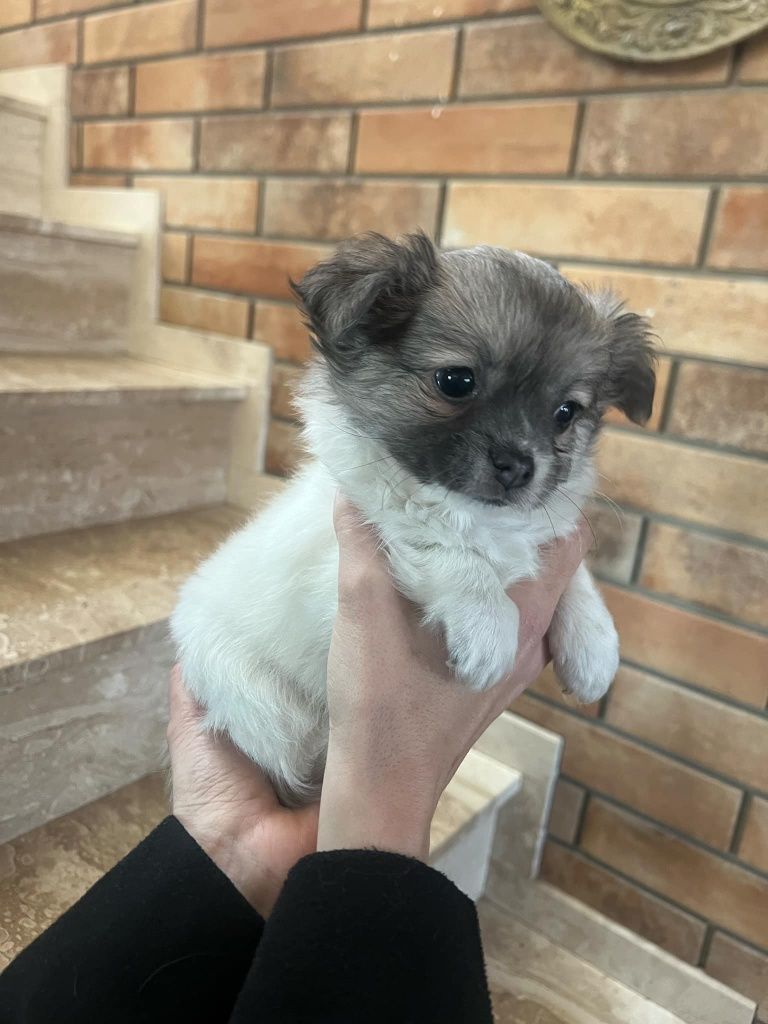 Chihuahua długowłosy