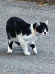 Котик загубився/знайдений