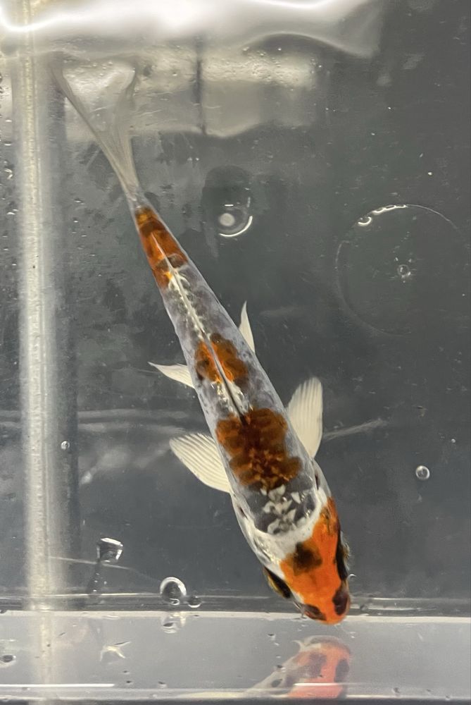 Carpa Koi 12/15cm