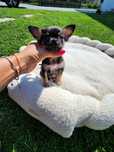 Chihuahua Czarny Podpalany Maluteńki