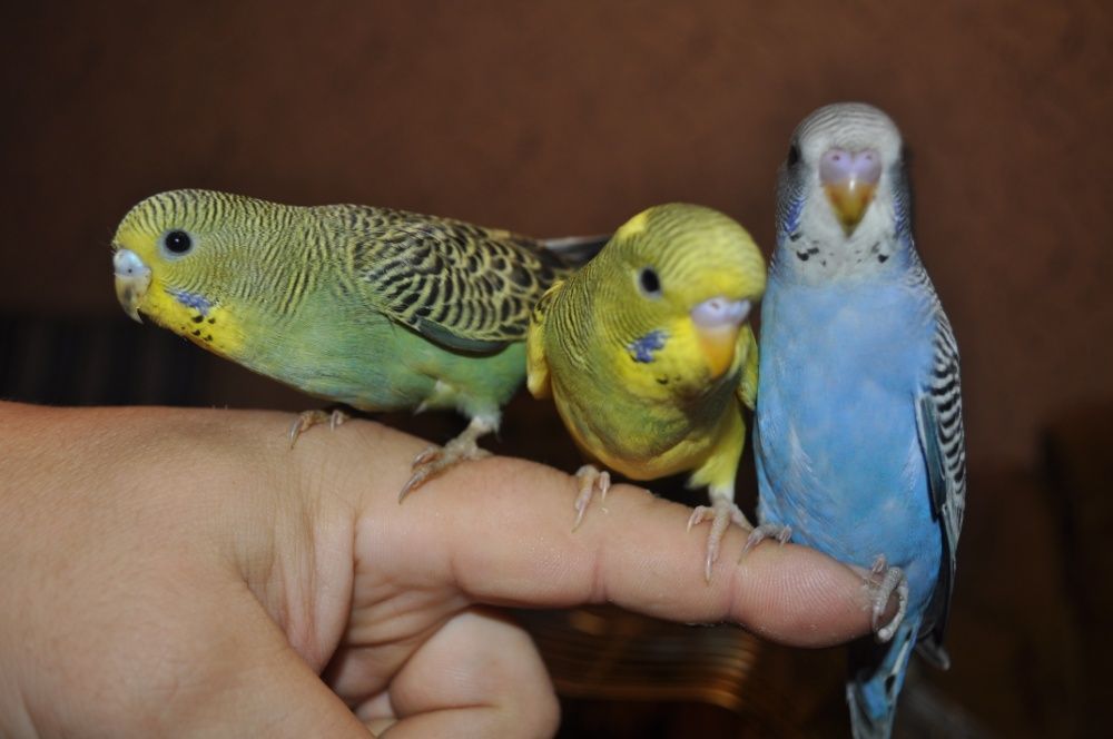 Волнистые попугаи молодые