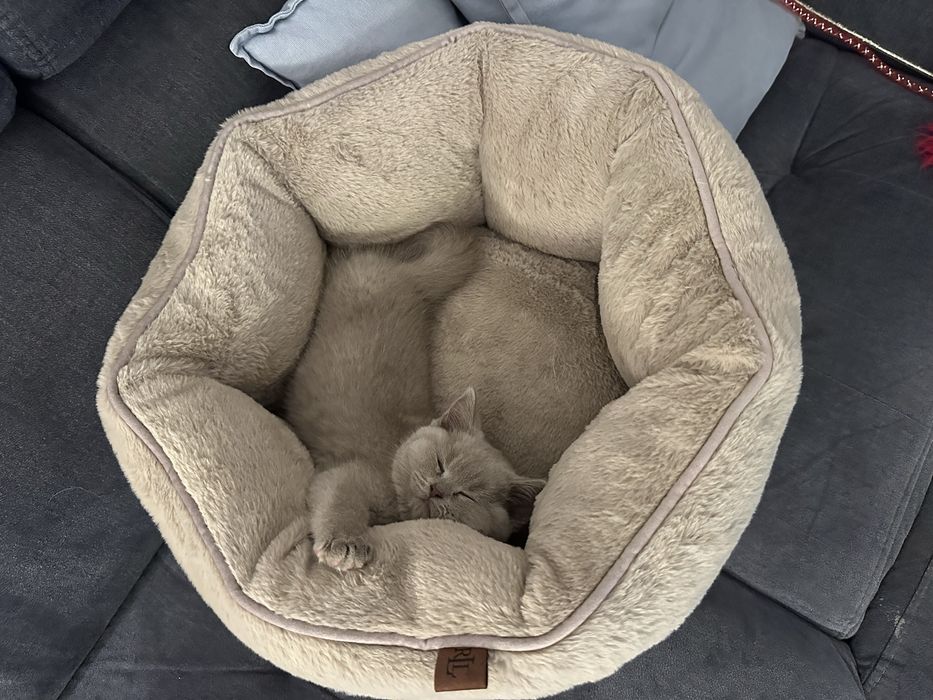 Ralph Lauren legowisko dla kota/psa jak nowe