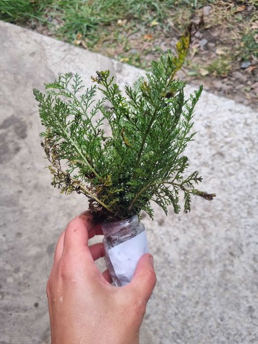 Деревій тысячелистник саженцы неприхотливых