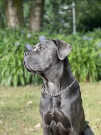 Cachorro cane corso italiano