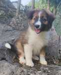 Border Collie suczka numer 3, tricolor