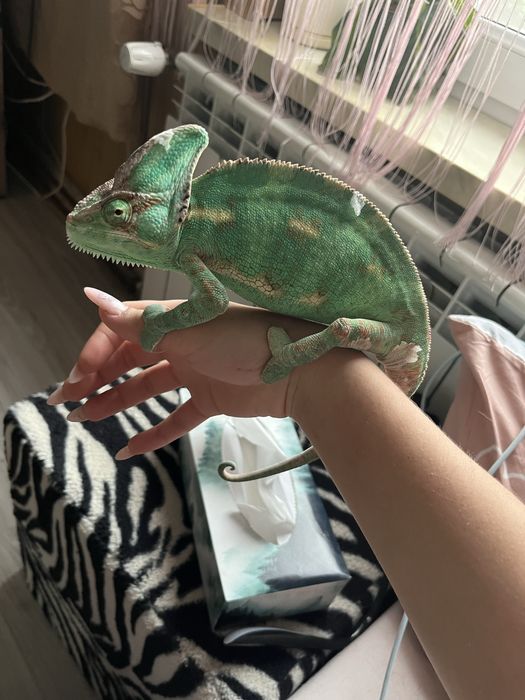 kameleon z terrarium