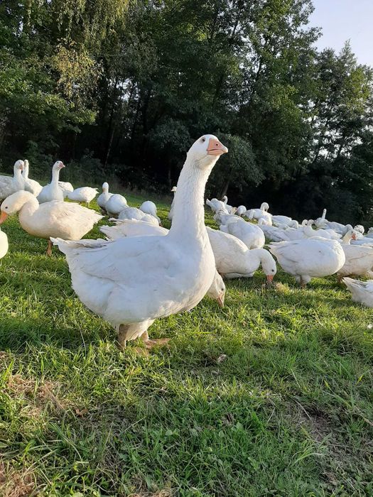 Gęś tuszka, gesina