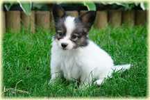 Spaniel kontynentalny miniaturowy papillon ZKwP/FCI