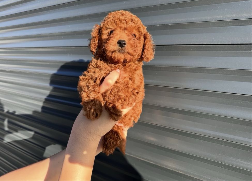 Exclusiva Caniche/Poodle Toy