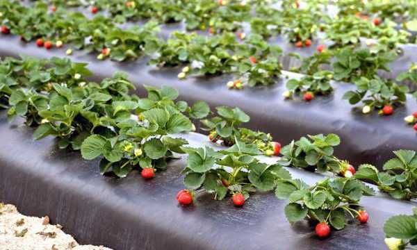 Agrotkanina 1,6 x 10, 100g/m2 mocna, TRWAŁA, AGROWŁÓKNINA ściółkująca