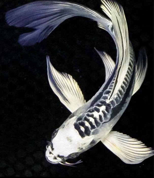 Карп Вуалевый Баттерфляй Бабочка кои Японский