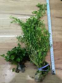 Pakiet nr 2 - rośliny akwariowe bakopa i roatala green